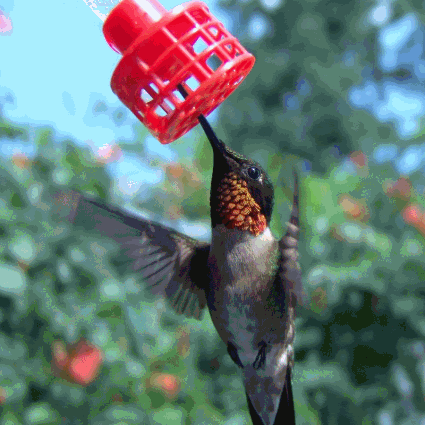 HummerRing Handheld Hummingbird Feeder